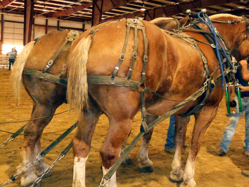 Pulverized Concepts Wisconsin National Horse and Pony Pull 2012